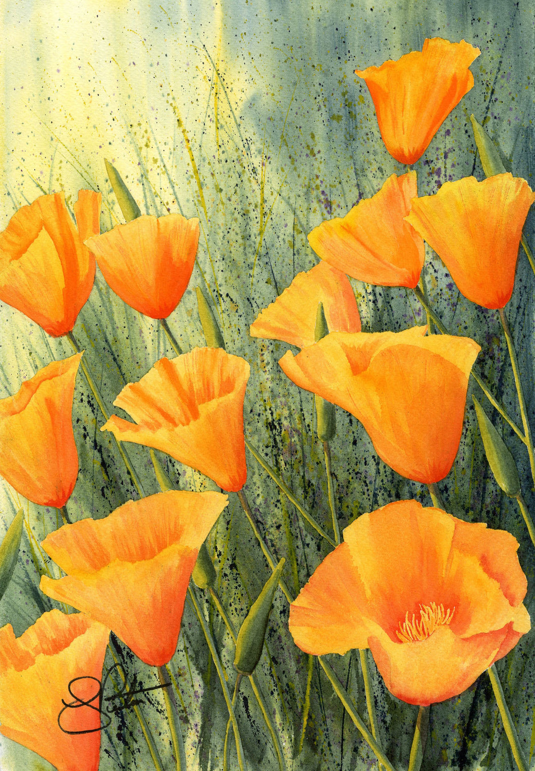 Californian Poppies