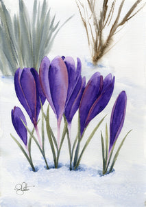 Crocuses in the Snow