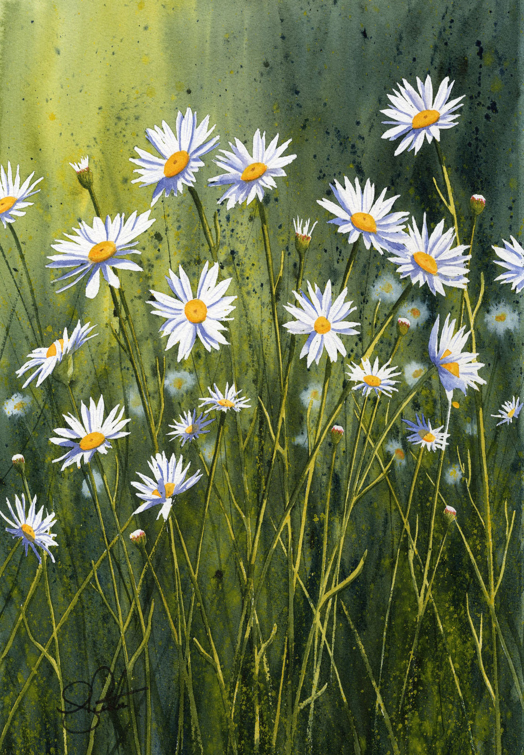 Daisies