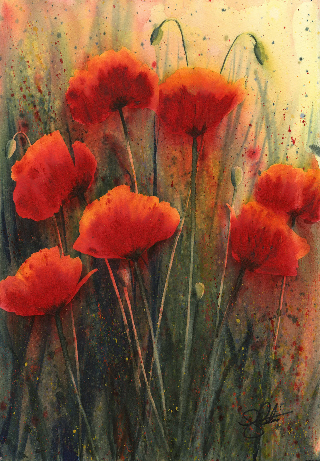 Field Poppies