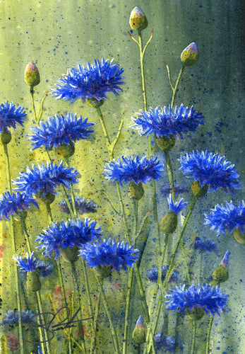 Meadow Cornflowers