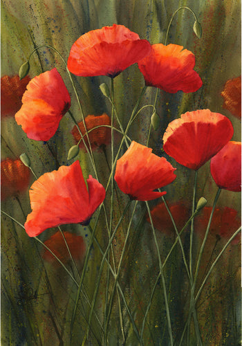 Poppies