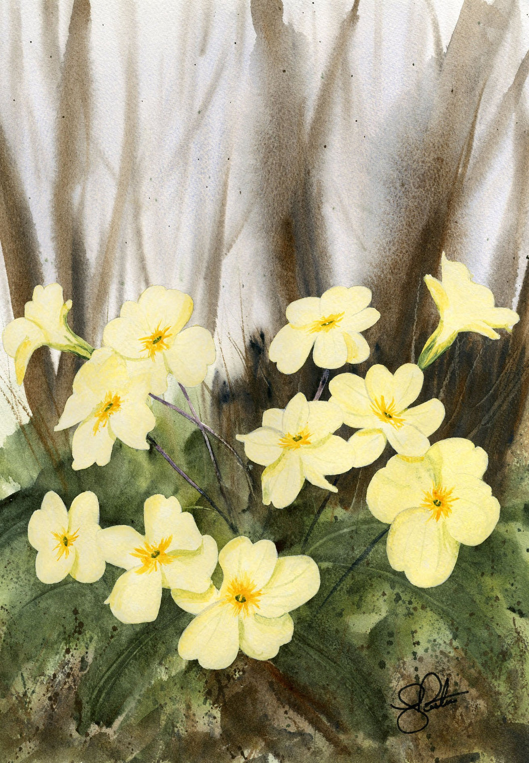 Primroses