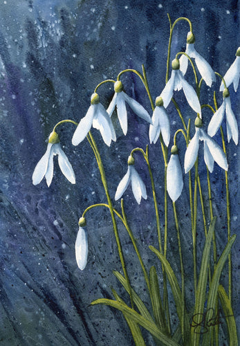 Snowdrops