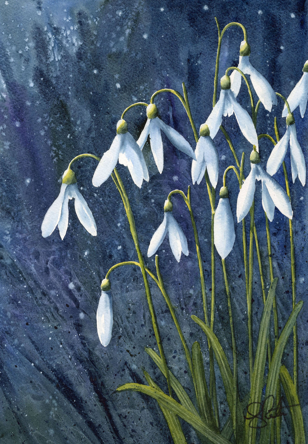 Snowdrops