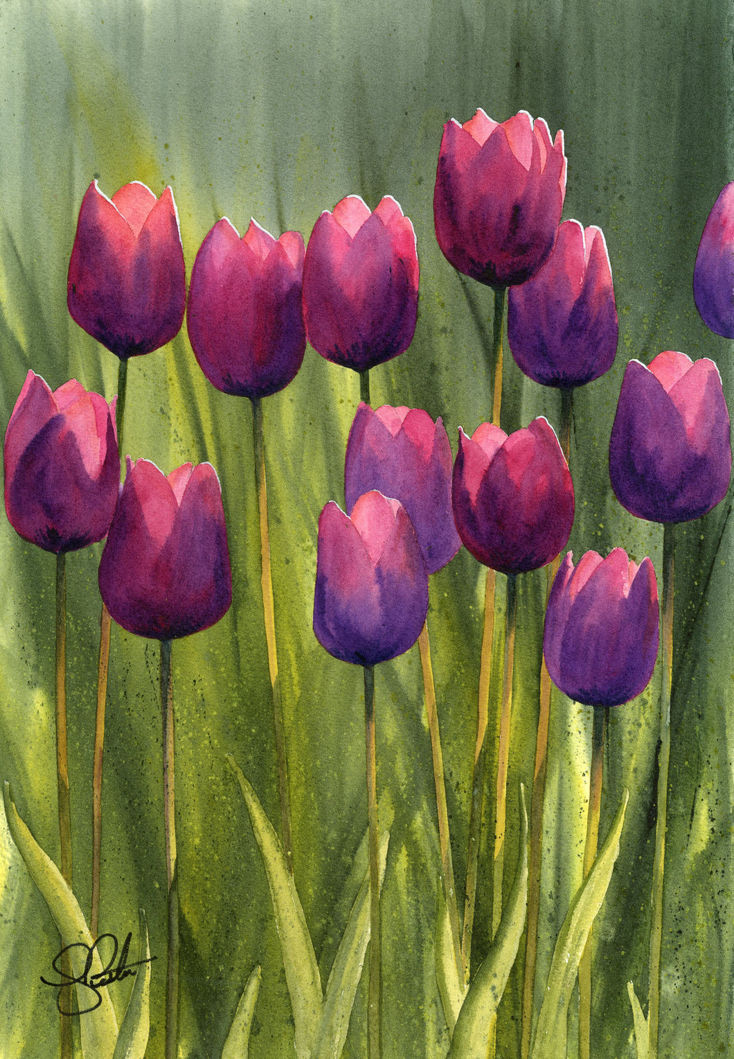 Spring Tulips