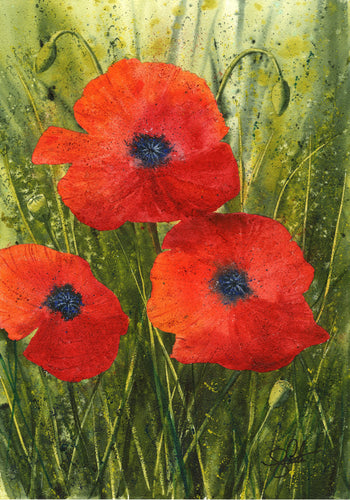 Summer Poppies