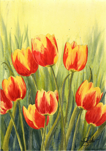 Tulips