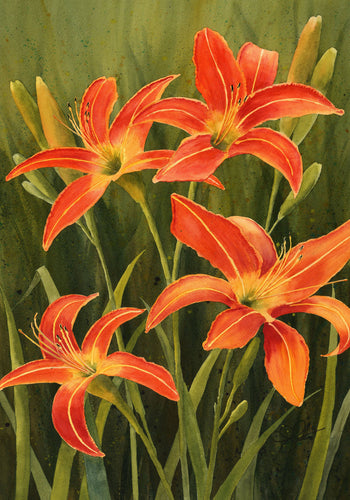 Tiger Lily