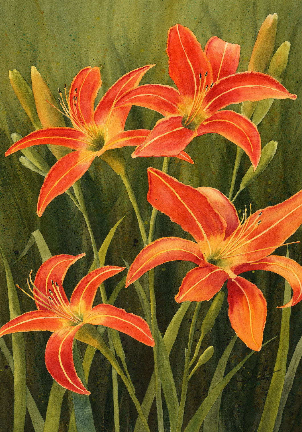 Tiger Lily